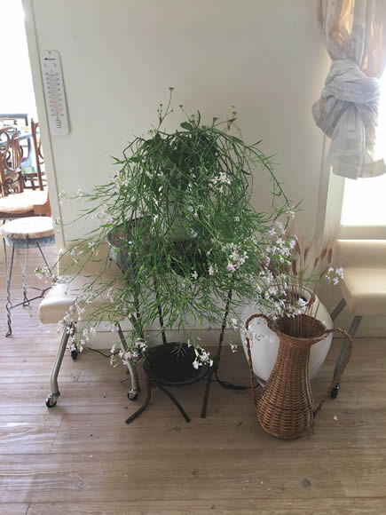 大根花｜こぐれひでこ