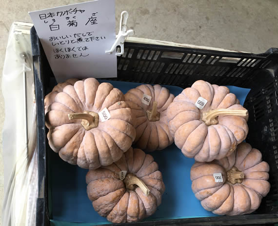 白菊座  日本カボチャ | こぐれひでこ