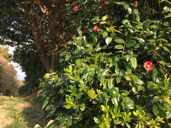 月島赤ちゃん屋｜こぐれひでこ