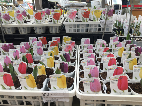 チューリップの苗｜こぐれひでこ