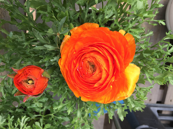 チューリップの苗｜こぐれひでこ