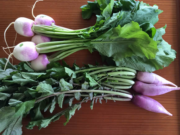 レディーサラダ