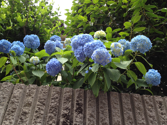 西洋アジサイはガクアジサイの改良種